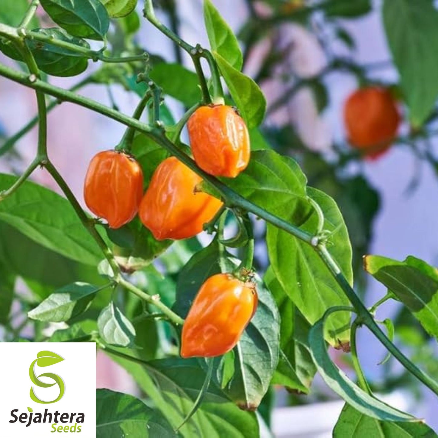 25 Habanero Pepper Seeds - Non-GMO, Extra Spicy & Flavorful Variety