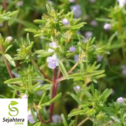 Summer Savory Seeds 500+ | Satureja Hortensis Herb for Culinary & Medicinal Use USA