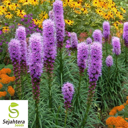 Kobold Dense Blazing Star Seeds {Liatris spicata} 25+ Seeds