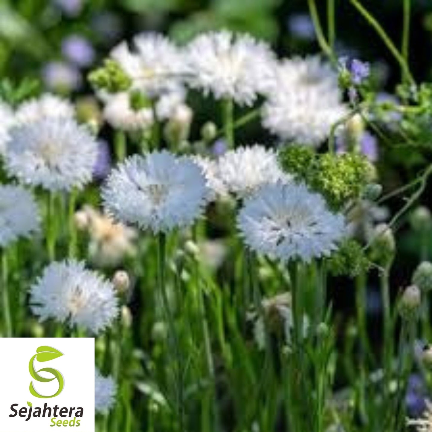 Tall White Bachelor Button Seeds 200+ | Cornflower Annual Flower USA