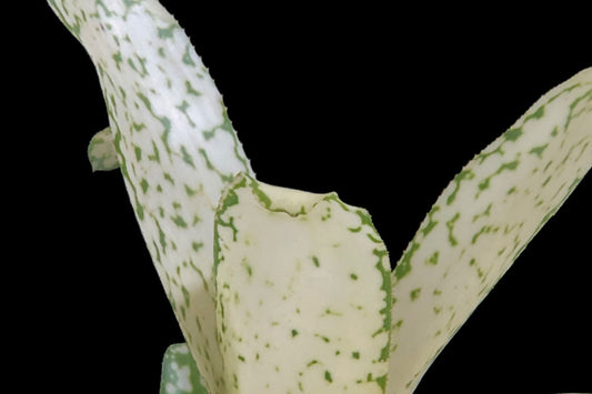 Bromeliad Plant 4" Pot Billbergia Borracho - Pair of Healthy Tropical Plants for Indoor Gardening