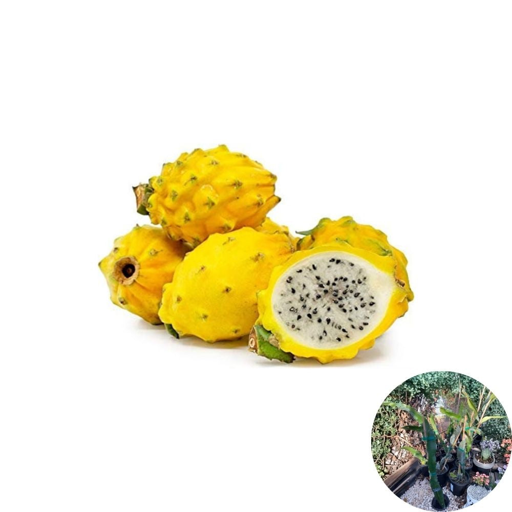 Yellow Dragon Fruit Plant Live Cactus Plant | 1 Foot Tall | Shipped in 6 Inch Pot  Sweet Yellow Pitaya | Tropical Climbing Cactus | Exotic Fruit Plant