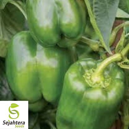 Emerald Giant Bell Pepper Seeds - 120+ Heirloom, Organic, Non-GMO & Sweet