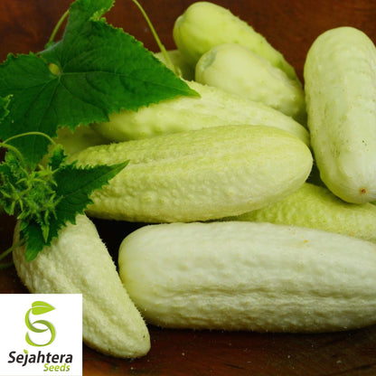 50+ White Wonder Cucumber Seeds - Heirloom, Non-GMO & Unique Variety