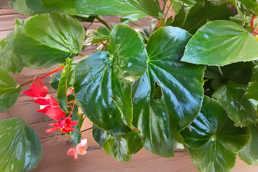 Large Wax Begonia Plant with Pink Blooms - Begonia cucullata - Ideal for Indoor & Outdoor Gardens - Glossy Foliage
