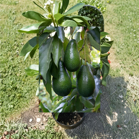 Grafted Walden Avocado Tree – Persea americana Live Fruit Tree | Approx. 30 Inches Tall | 1 Gallon Pot  Cold-Tolerant Variety | Florida Favorite | Grafted for True-to-Type Fruit