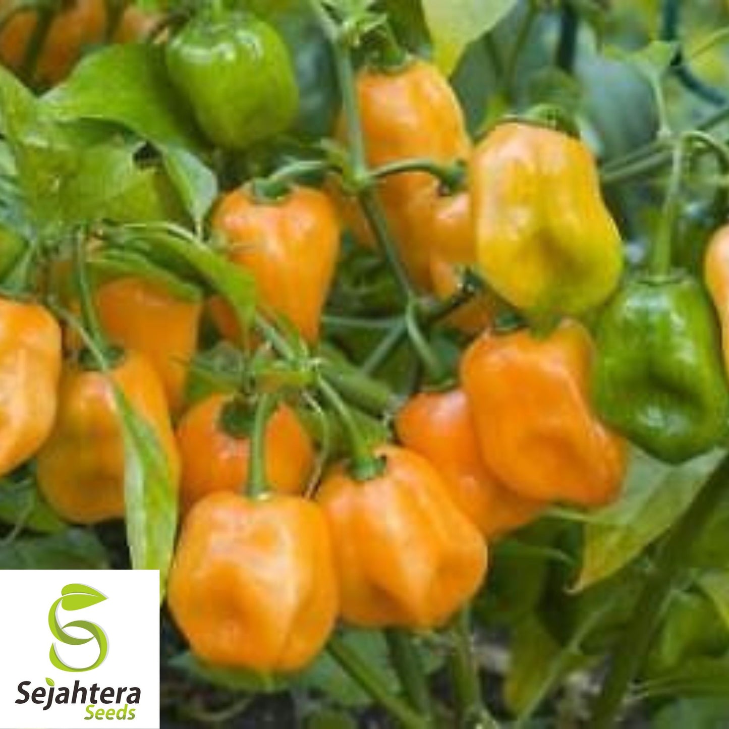 25 Habanero Pepper Seeds - Non-GMO, Extra Spicy & Flavorful Variety