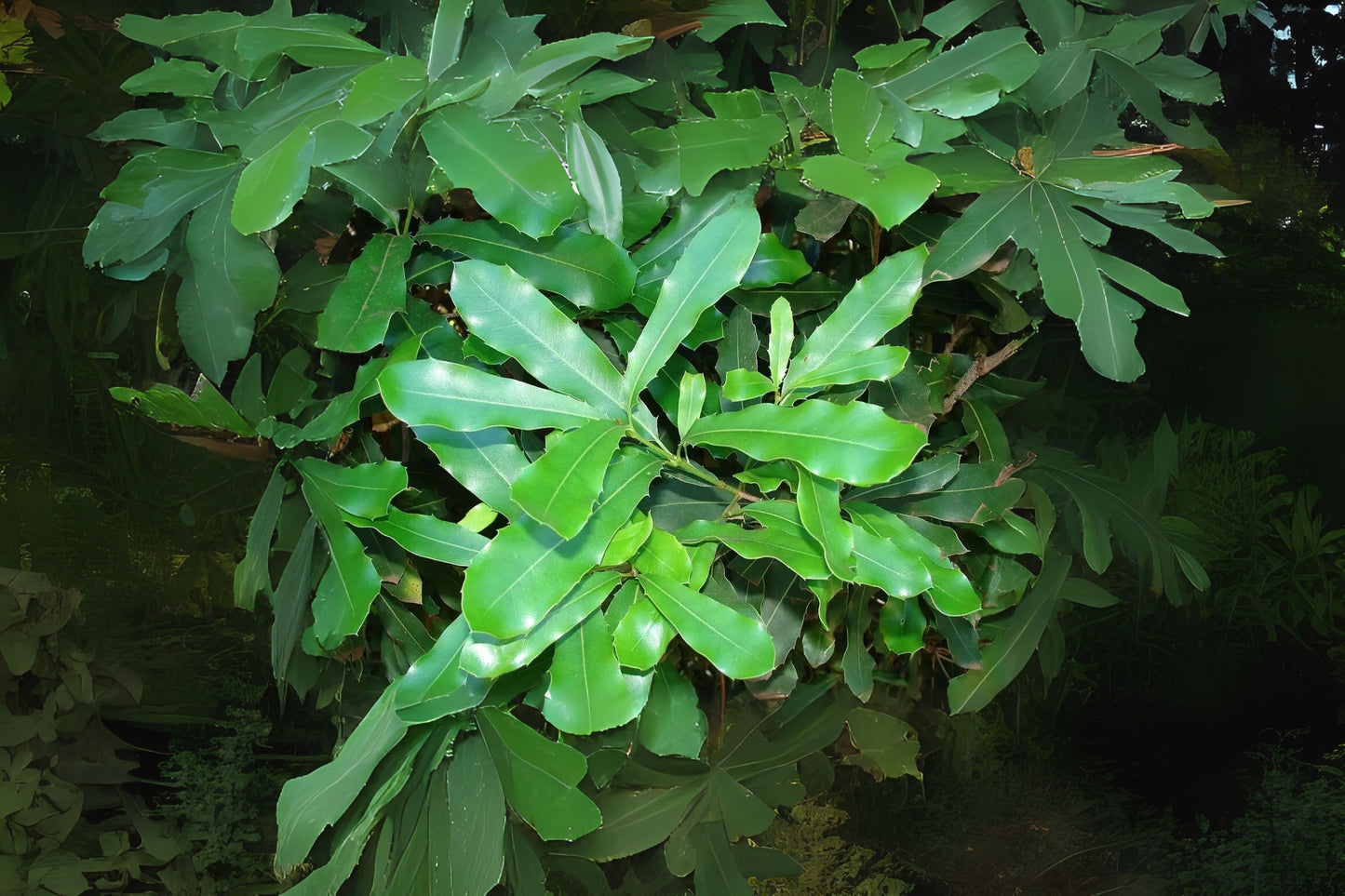 Macadamia Nut (Macadamia integrifolia)