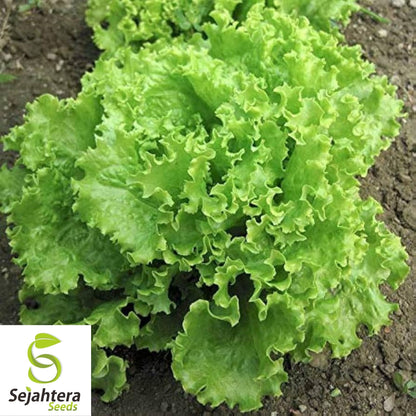 Prizehead Lettuce Seeds 600+ | Vegetable Salad Garden NON-GMO USA