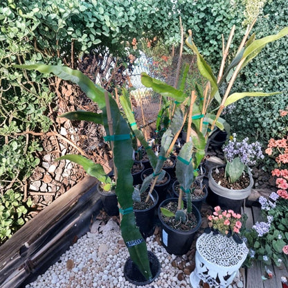 Yellow Dragon Fruit Plant Live Cactus Plant | 1 Foot Tall | Shipped in 6 Inch Pot  Sweet Yellow Pitaya | Tropical Climbing Cactus | Exotic Fruit Plant