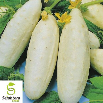 50+ White Wonder Cucumber Seeds - Heirloom, Non-GMO & Unique Variety