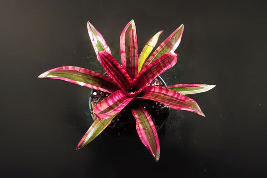 Neoregelia Hot Embers 4" Pot | Vibrant Bromeliad | Neoregelia 'Hot Embers' | Tropical Houseplant for Indoor Gardening