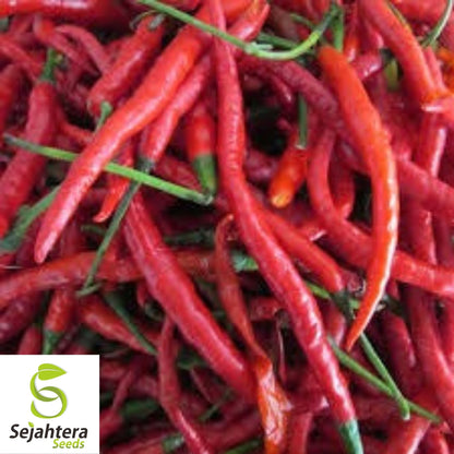 Cayenne Pepper Seeds 50+ | Long Red Slim Hot Vegetable NON-GMO USA