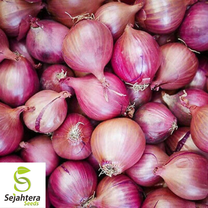 200+ Red Creole Onion Seeds - Spicy Cajun Short-Day Variety, Non-GMO