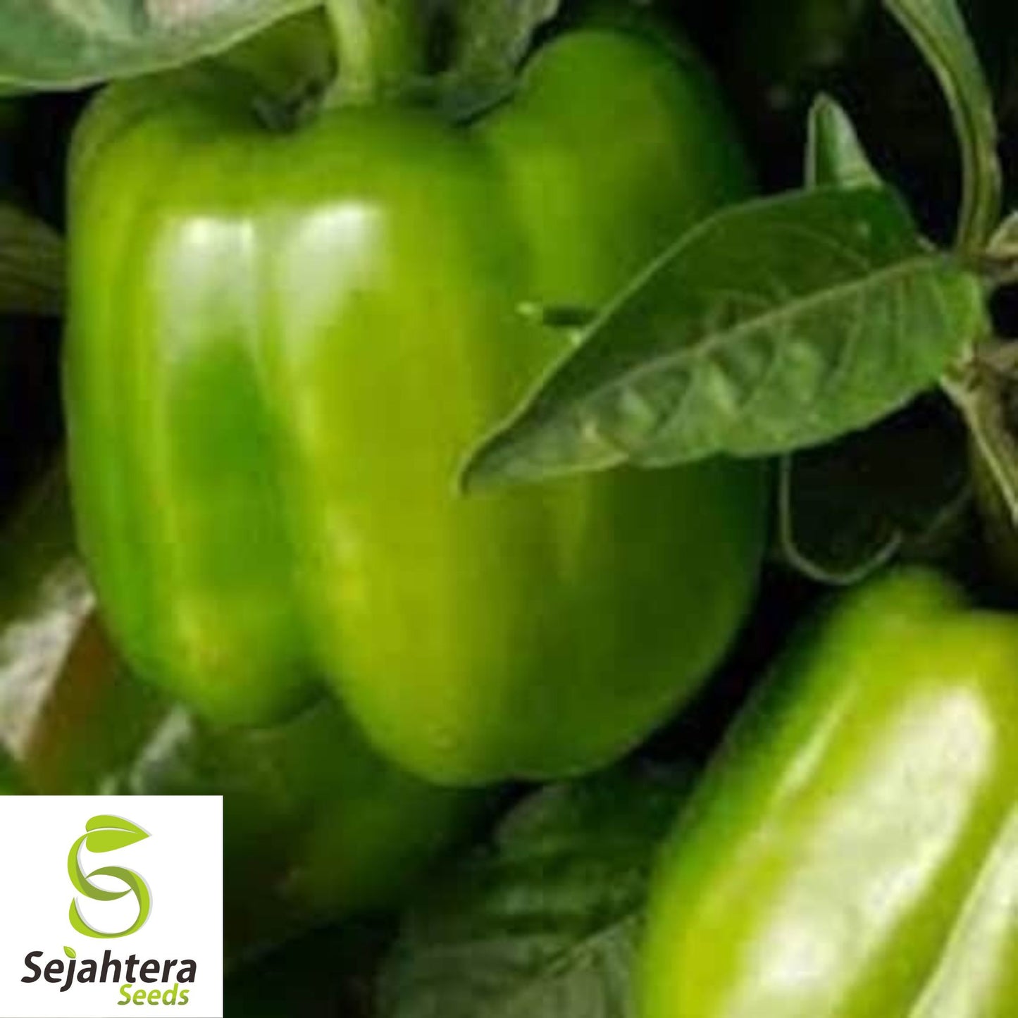 25 Keystone Giant Sweet Pepper Seeds - Non-GMO, Sweet & High-Yield Variety