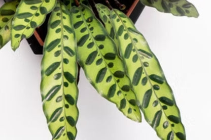 Calathea Lancifolia (Rattlesnake Plant) – Live Prayer Plant in 3" Pot