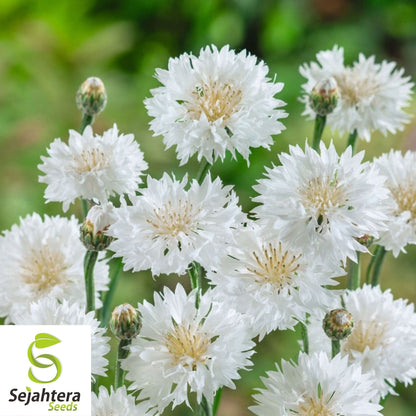 Tall White Bachelor Button Seeds 200+ | Cornflower Annual Flower USA