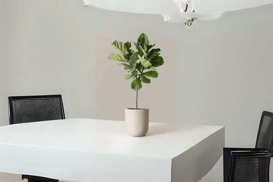 Fiddle Leaf Fig Plant 6in Pot - Ficus Lyrata - Lush Green Leaves - Indoor Houseplant for Modern Decor