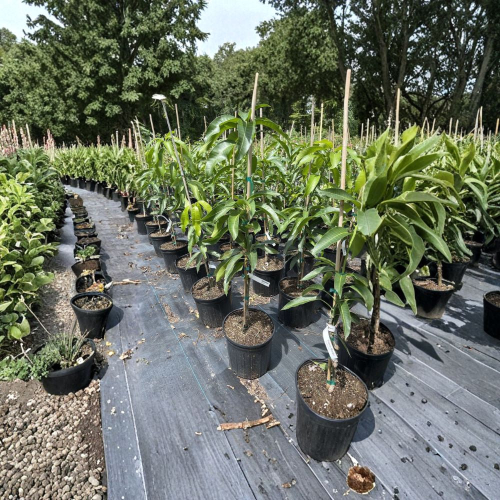 Nam Doc Mai Mango Tree – Mangifera indica Grafted Live Tree | 2–3 Ft Tall | 3-Gallon Pot  Premium Thai Variety | Sweet & Fiberless | Tropical Favorite