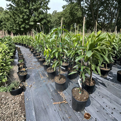 Nam Doc Mai Mango Tree – Mangifera indica Grafted Live Tree | 2–3 Ft Tall | 3-Gallon Pot  Premium Thai Variety | Sweet & Fiberless | Tropical Favorite