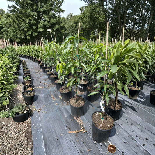 Nam Doc Mai Mango Tree – Mangifera indica Grafted Live Tree | 2–3 Ft Tall | 3-Gallon Pot  Premium Thai Variety | Sweet & Fiberless | Tropical Favorite