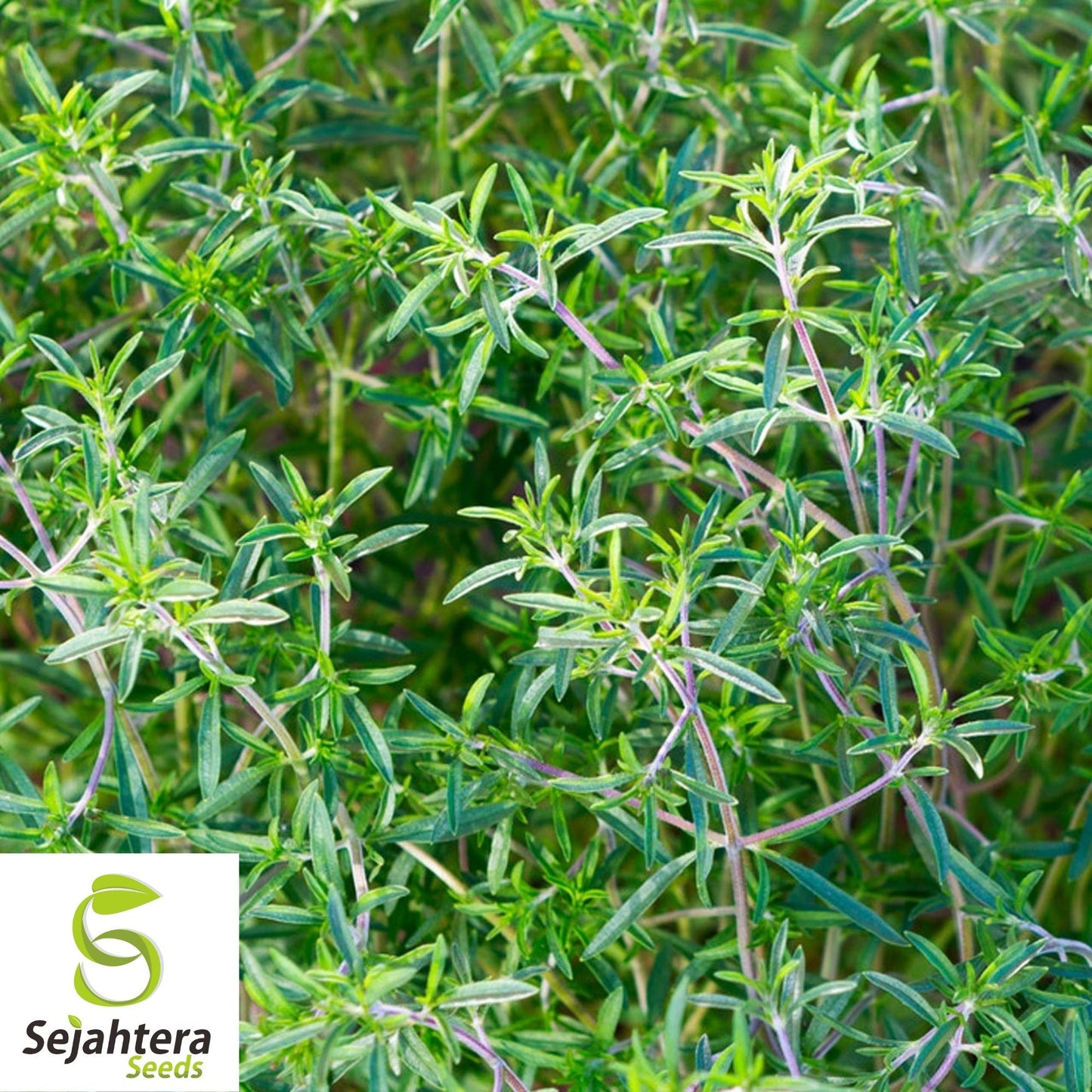 Summer Savory Seeds 500+ | Satureja Hortensis Herb for Culinary & Medicinal Use USA