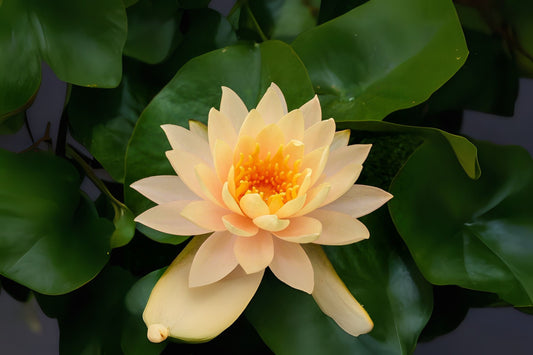 Yellow Clyde Ilkins Water Lily 3 Pack - Nymphaea 'Clyde Ilkins' - Winter Hardy, Full Sun, Fragrant Blooms