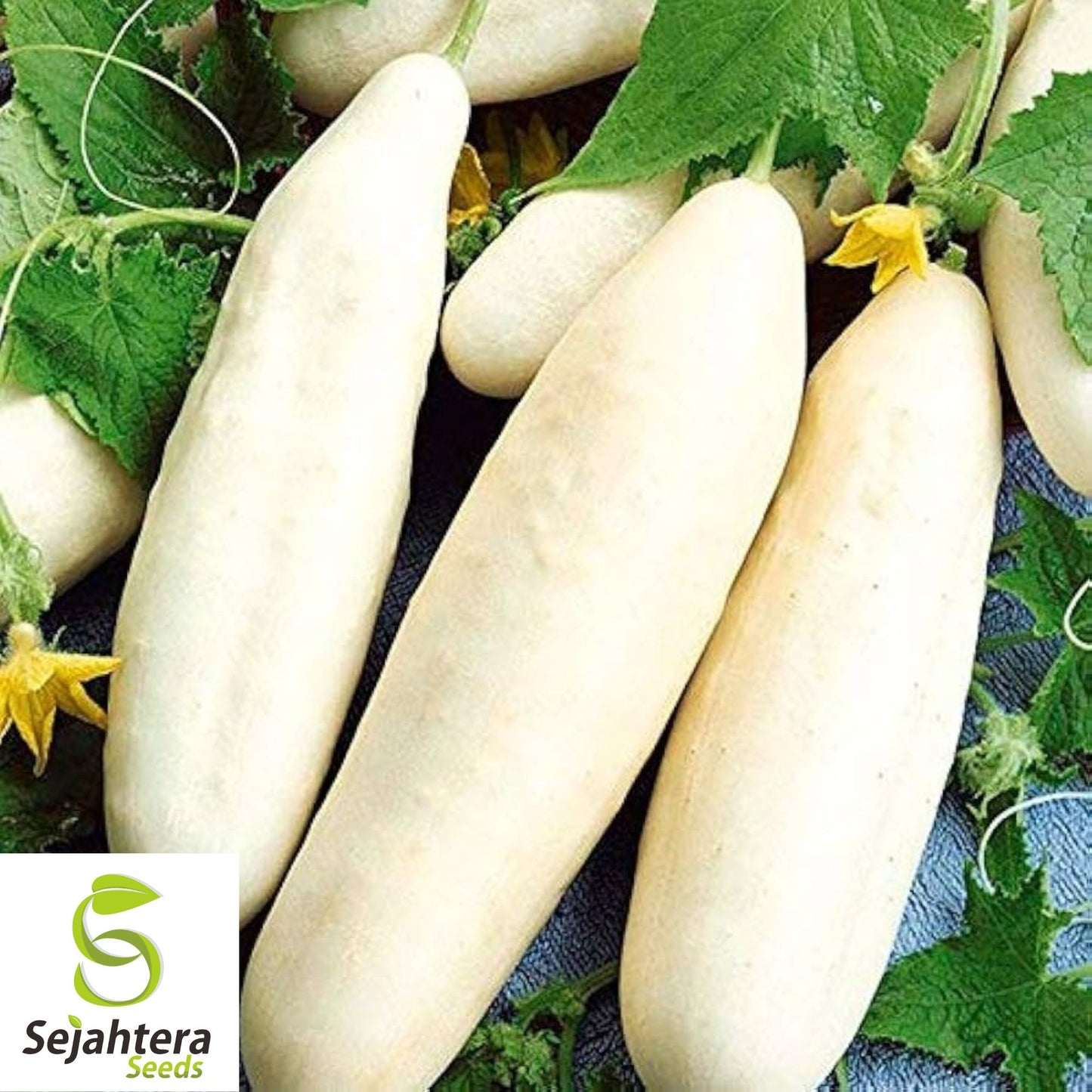 50+ White Wonder Cucumber Seeds - Heirloom, Non-GMO & Unique Variety