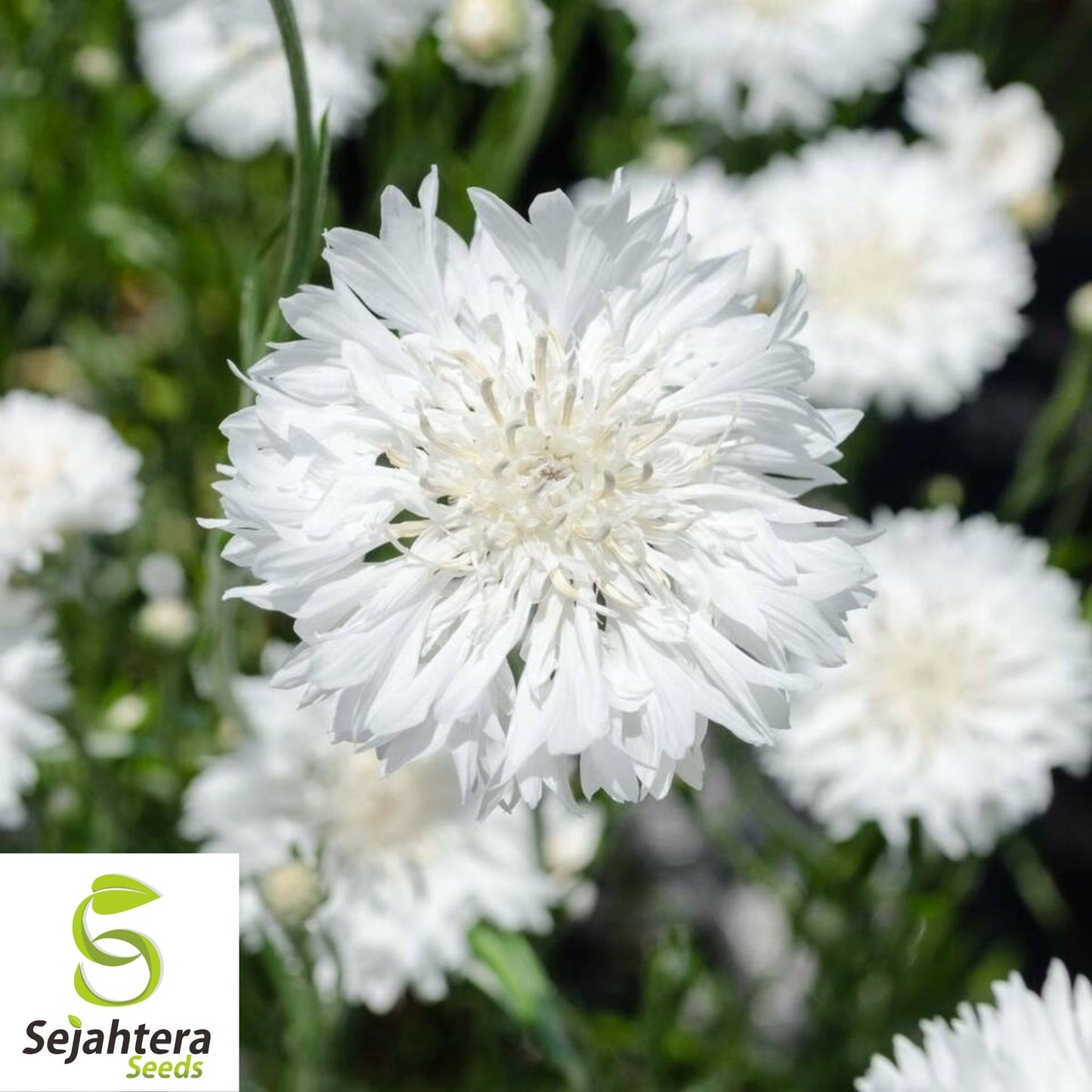 Tall White Bachelor Button Seeds 200+ | Cornflower Annual Flower USA