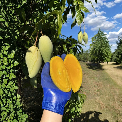 Nam Doc Mai Mango Tree – Mangifera indica Grafted Live Tree | 2–3 Ft Tall | 3-Gallon Pot  Premium Thai Variety | Sweet & Fiberless | Tropical Favorite