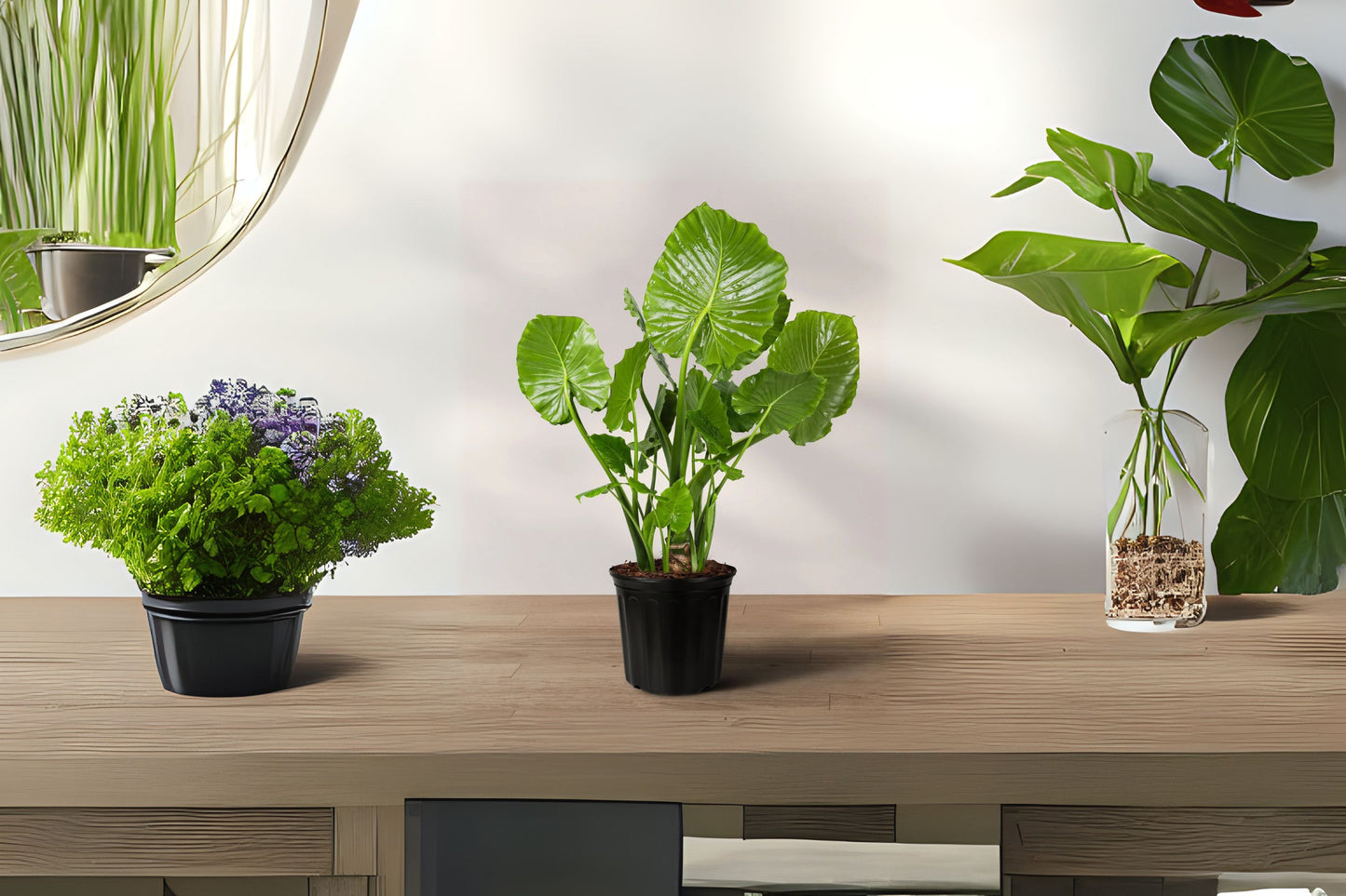Upright Alocasia Plant - Small Elephant Ears - Colocasia odora - 1 Sprouted Bulb - Tropical Indoor Foliage