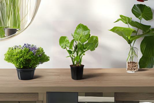 Upright Alocasia Plant - Small Elephant Ears - Colocasia odora - 1 Sprouted Bulb - Tropical Indoor Foliage