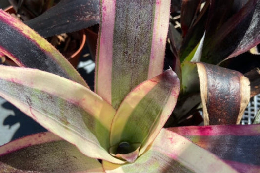 Aechmea Galaxy Albo Plant in 5" Pot | Collectors' Tropical Houseplant | Aechmea x canistrum x canmea 'Galaxy'