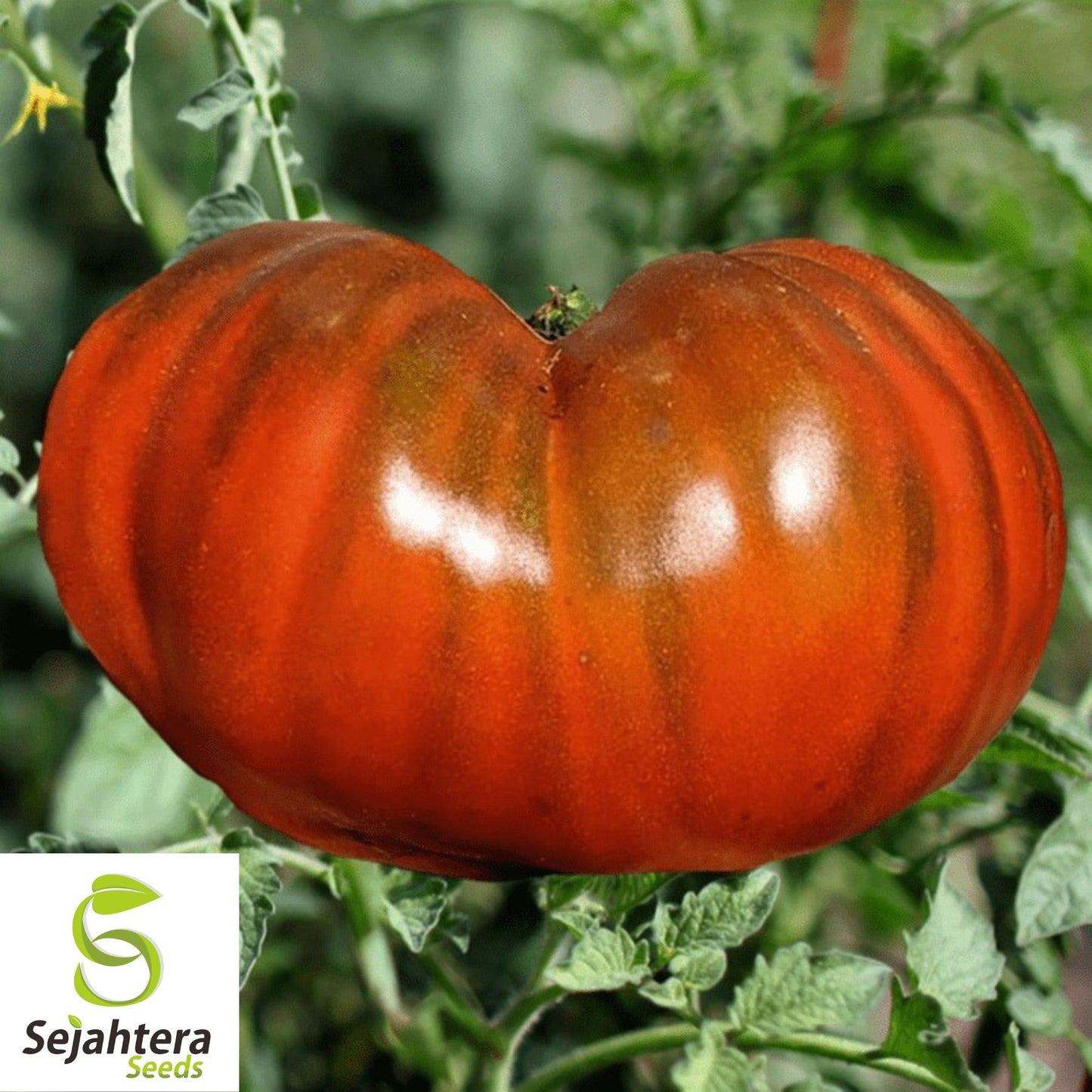 Paul Robeson Tomato Seeds - 120+ Heirloom, Organic, Non-GMO & Rare