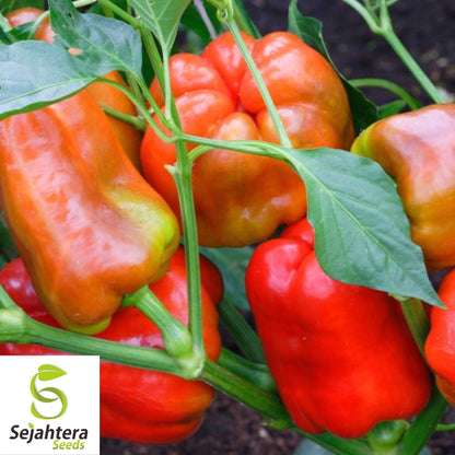 25 Keystone Giant Sweet Pepper Seeds - Non-GMO, Sweet & High-Yield Variety