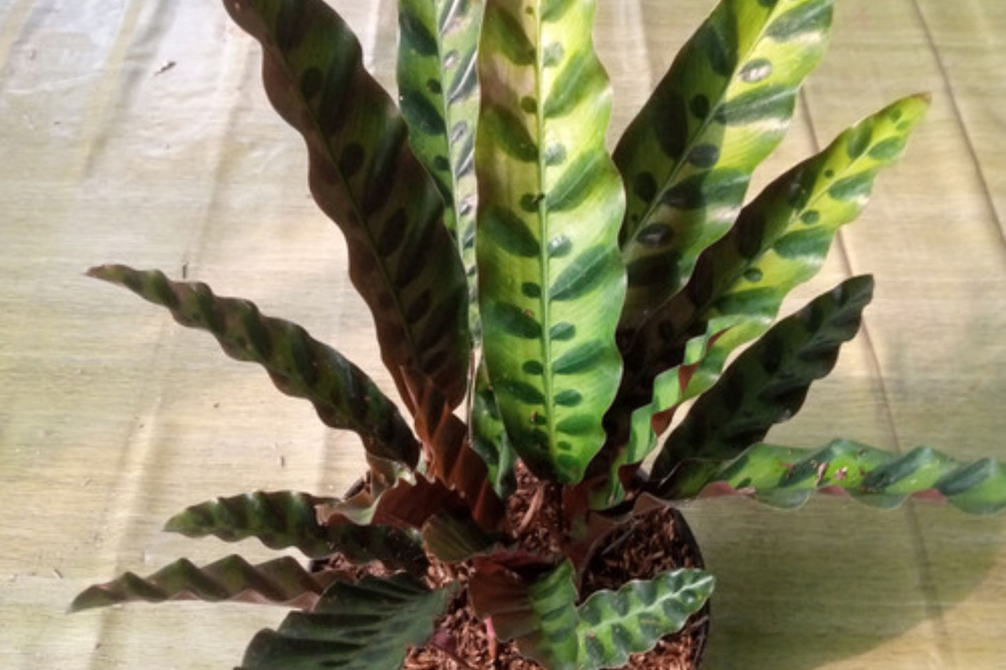 Calathea Lancifolia (Rattlesnake Plant) – Live Prayer Plant in 3" Pot