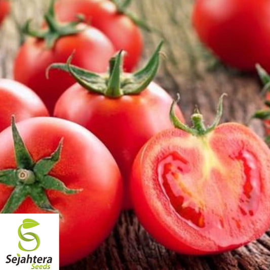 120+ Sub Arctic Plenty Tomato Seeds - Heirloom, Organic, Fast-Growing (45-50 Days)