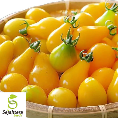 Yellow Pear Tomato Seeds - 10+ Heirloom, Organic, Non-GMO & Sweet