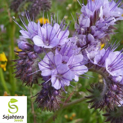 Lacy Phacelia Seeds - 200+ Heirloom - Bee-Friendly, Cover Crop & Pollinator Plant
