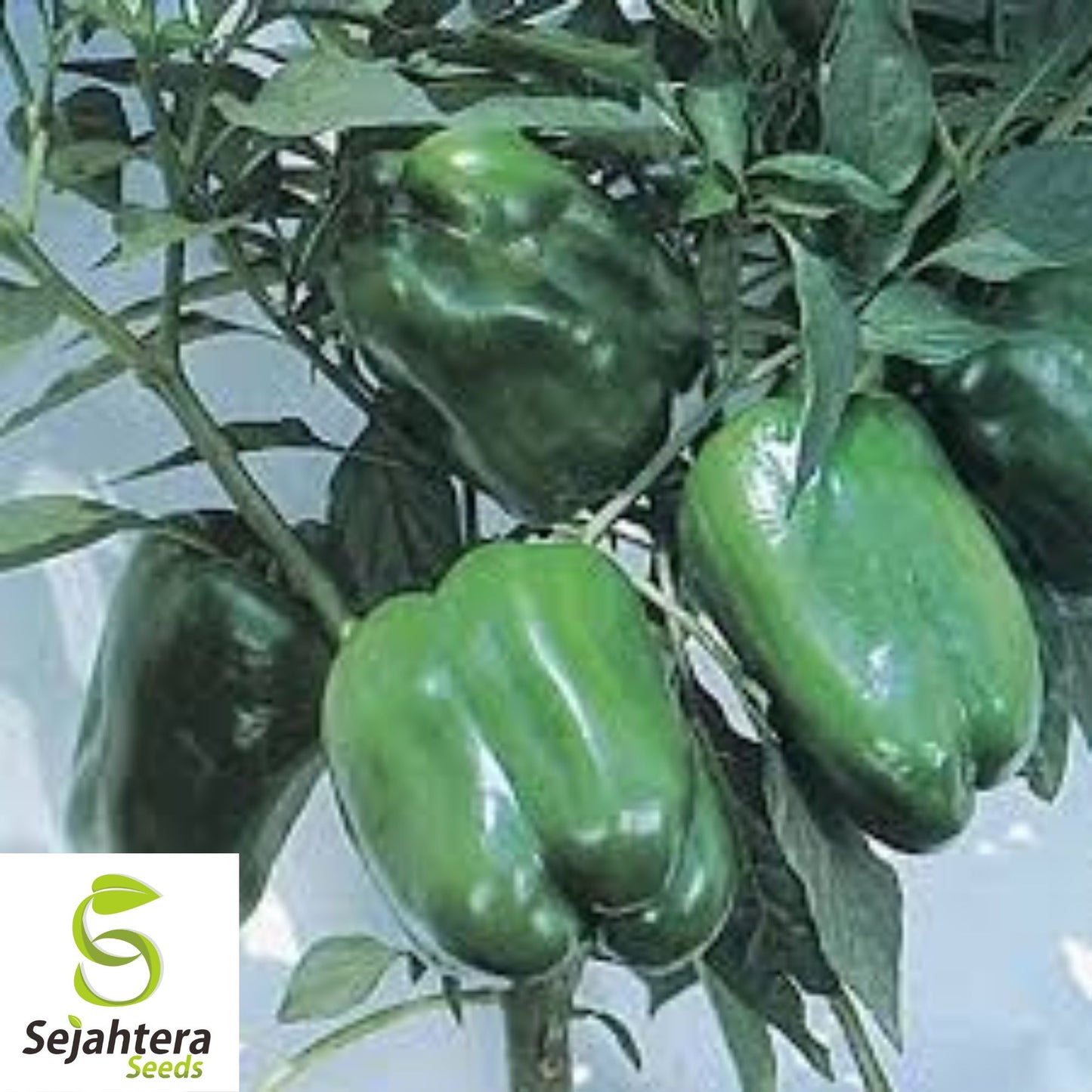 Emerald Giant Bell Pepper Seeds - 120+ Heirloom, Organic, Non-GMO & Sweet