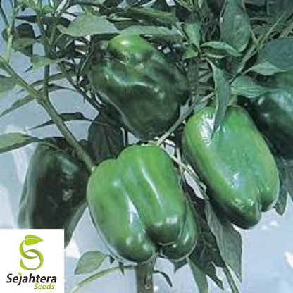 Emerald Giant Bell Pepper Seeds - 120+ Heirloom, Organic, Non-GMO & Sweet