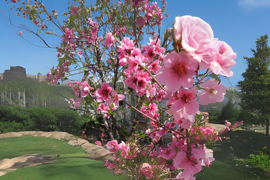 Lovell Peach (Prunus persica var. Lovell)