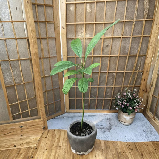 Avocado Fruit Tree – Persea americana Live Tropical Plant | Approximately 20 Inches Tall | Trimmed – No Pot  Ready to Plant | Fresh New Growth | Outdoor Tropical Fruit Tree