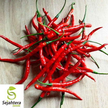 Cayenne Pepper Seeds 50+ | Long Red Slim Hot Vegetable NON-GMO USA