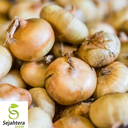 400+ Cipollini Onion Seeds - Heirloom, Organic, Non-GMO, Sweet & Gourmet Variety