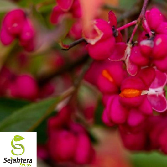 10+ Spindleberry Tree Seeds - Euonymus Europaeus, Ornamental, Hardy & Unique