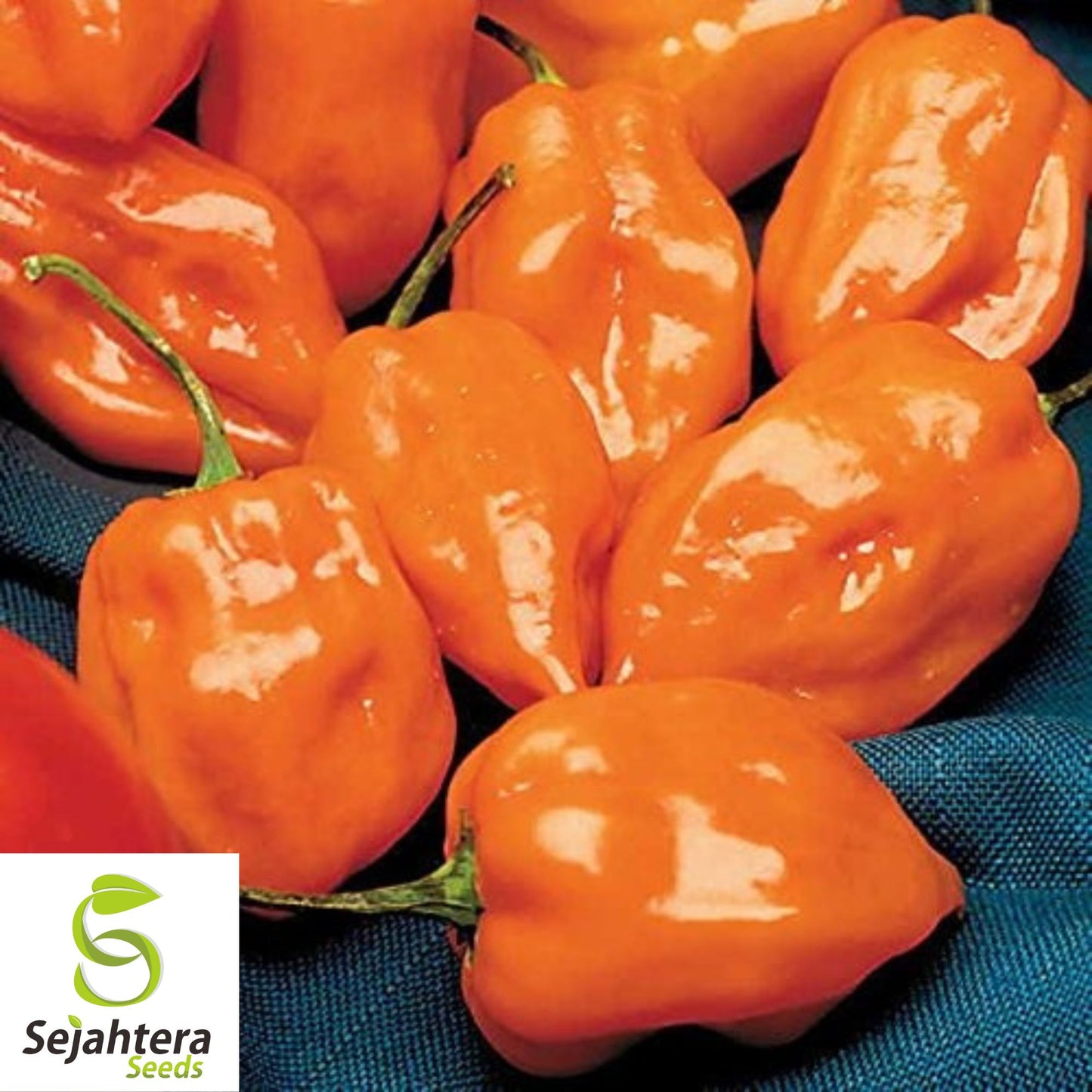 25 Habanero Pepper Seeds - Non-GMO, Extra Spicy & Flavorful Variety