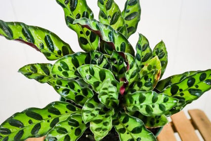 Calathea Lancifolia (Rattlesnake Plant) – Live Prayer Plant in 3" Pot