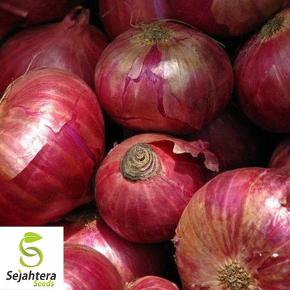 200+ Red Creole Onion Seeds - Spicy Cajun Short-Day Variety, Non-GMO