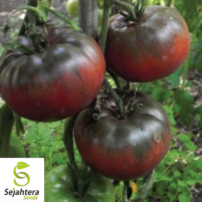 lack From Tula Tomato Seeds 50 Ct | Heirloom NON-GMO Vegetable Seeds USA